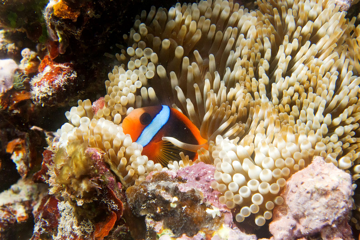 Anemonenfisch im Riff