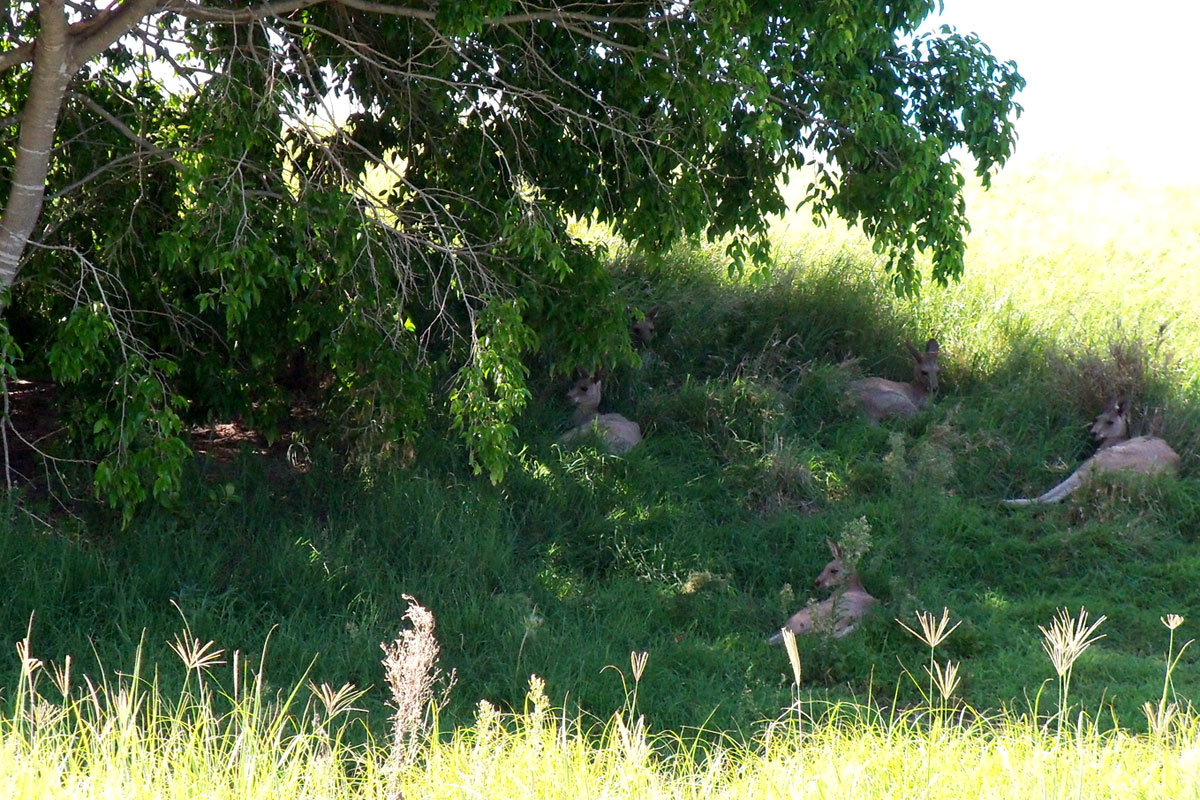 Eine im Schatten dösende Känguruhfamilie