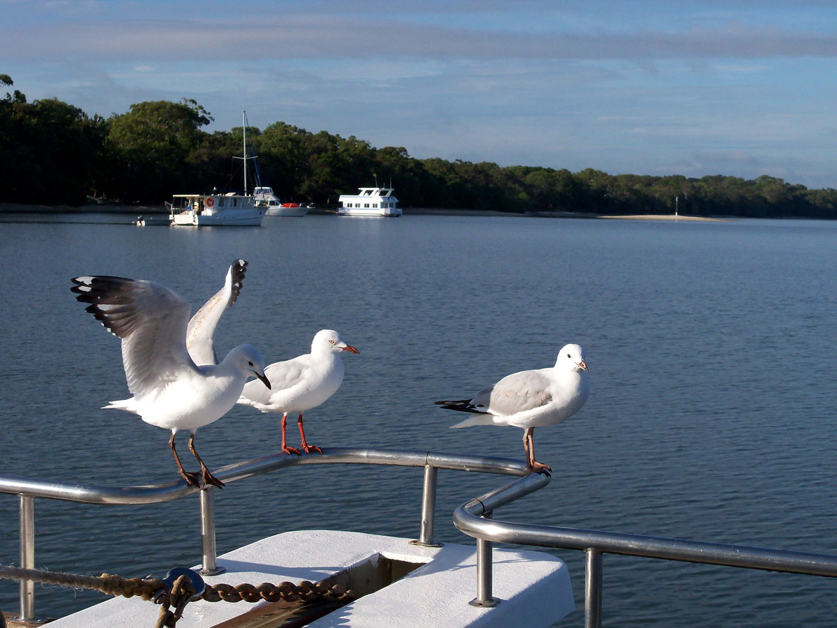 Neugierige Möwen auf der Bugreeling