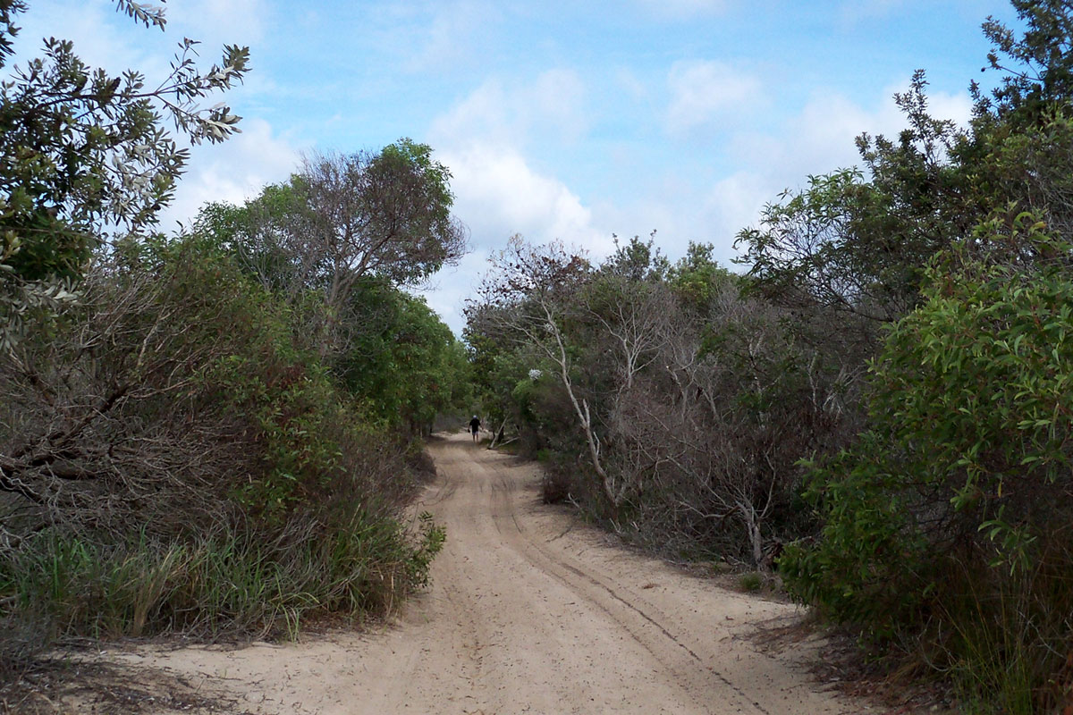 Ein Pfad durch die Mangroven auf South Stradbroke Island