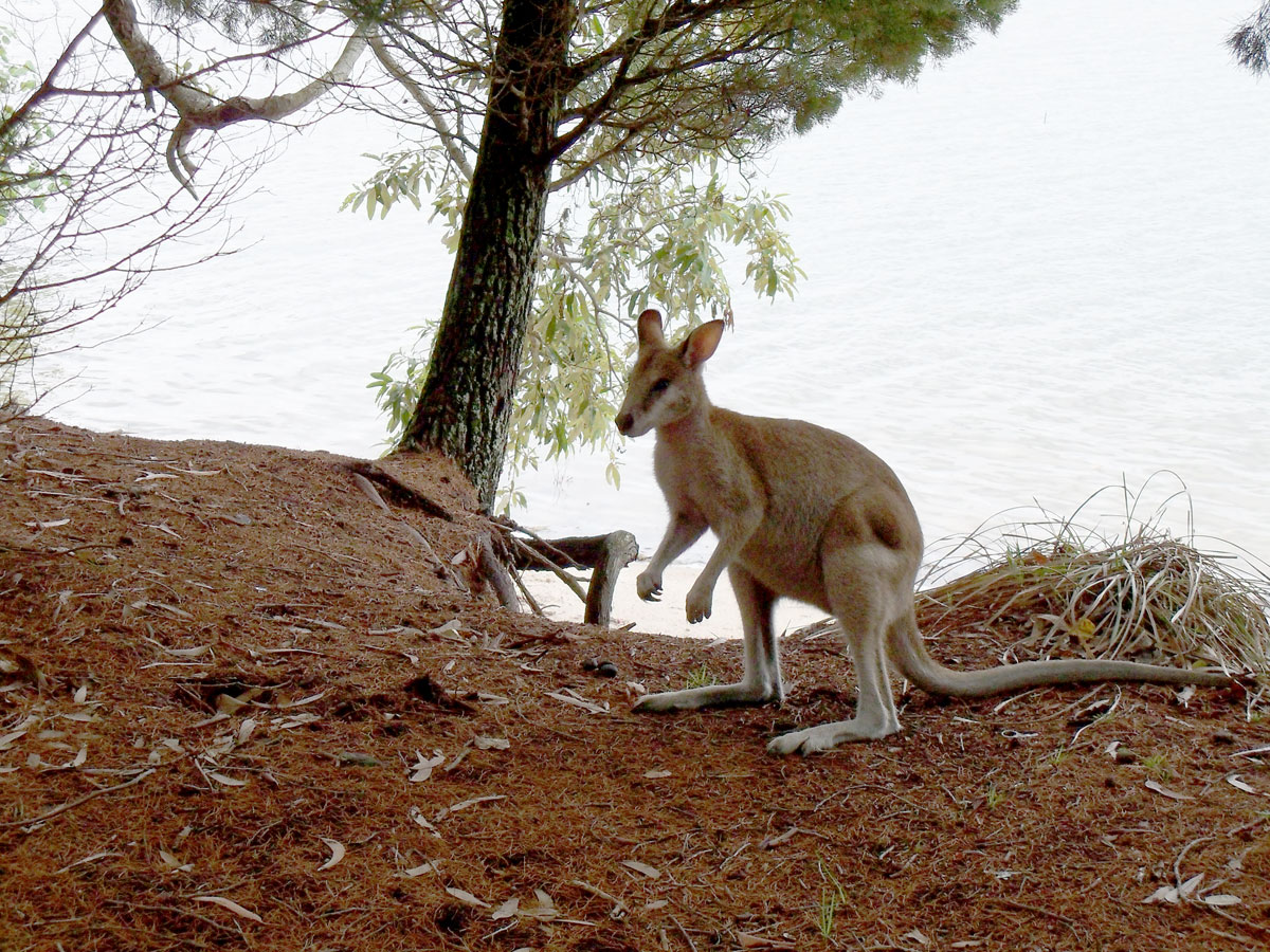 Ein süßes Wallaby posiert für die Kamera