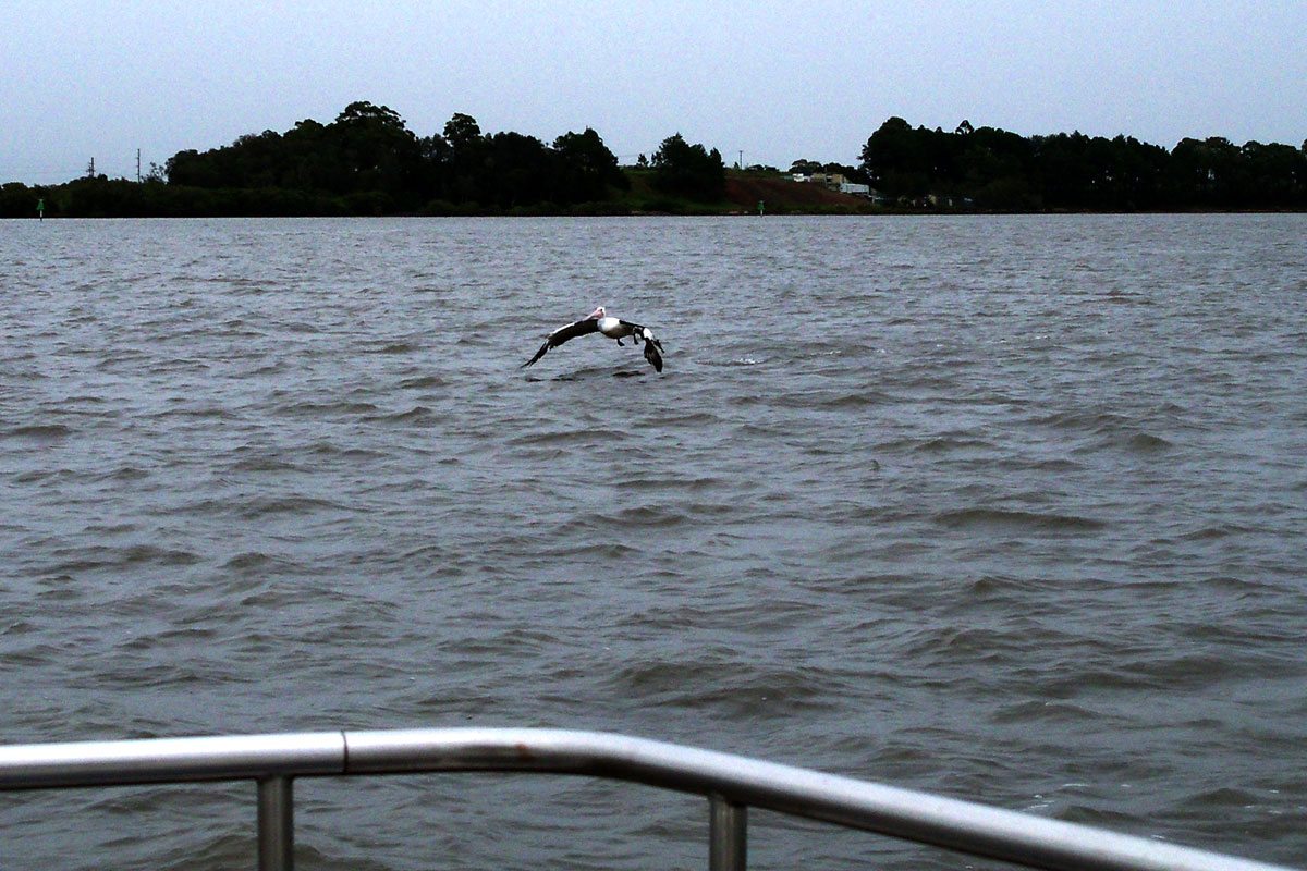 Ein grauer Morgen nahe Kangoroo Island