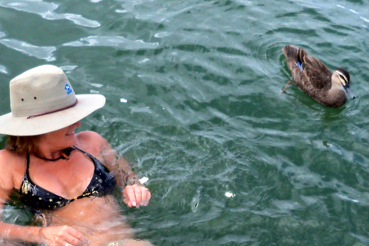 Einträchtiges Schwimmen mit einer zutraulichen Wildente