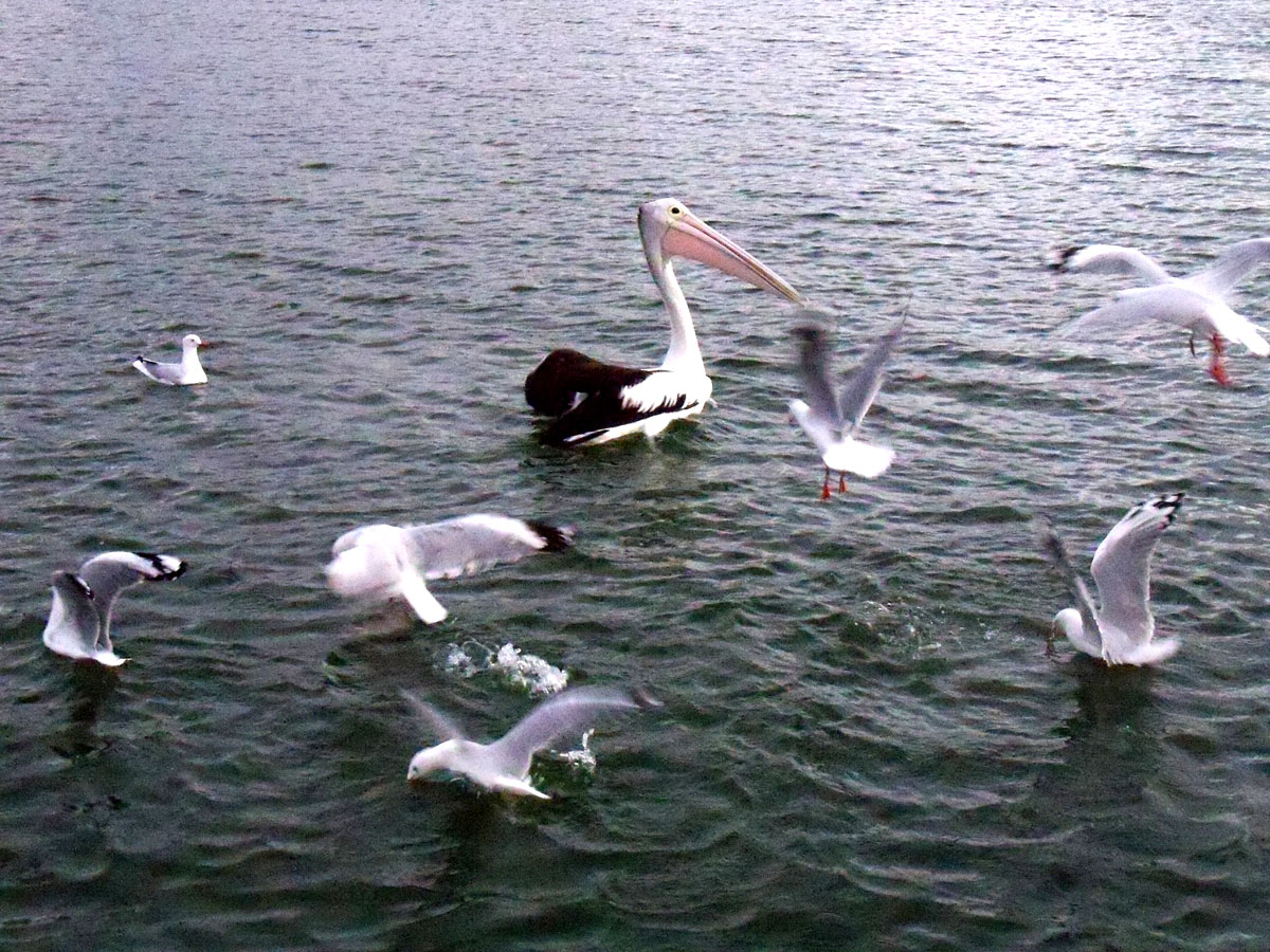 Ein Pelikan in Begleitung von einem kleinen Schwarm Möwen