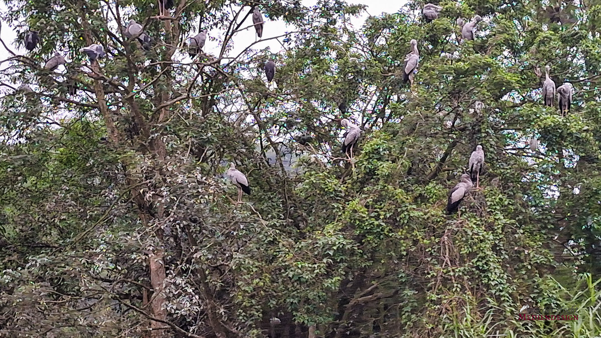 Störche, die sich zur Nachtruhe in ihren Schlafbaum zurück gezogen haben
