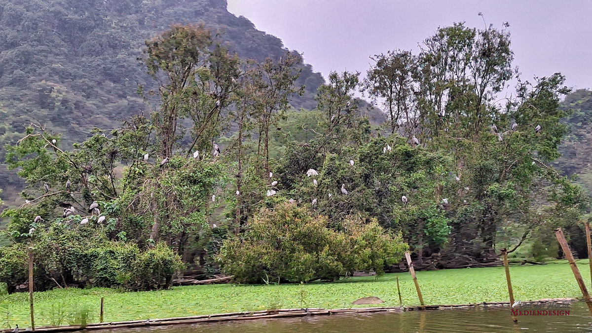 Eine Vogelkolonie im Birds Valley