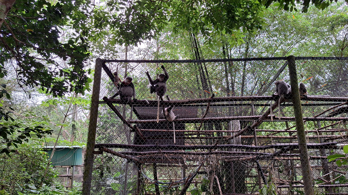 Gerettete Affen turnen in ihrem Gehege