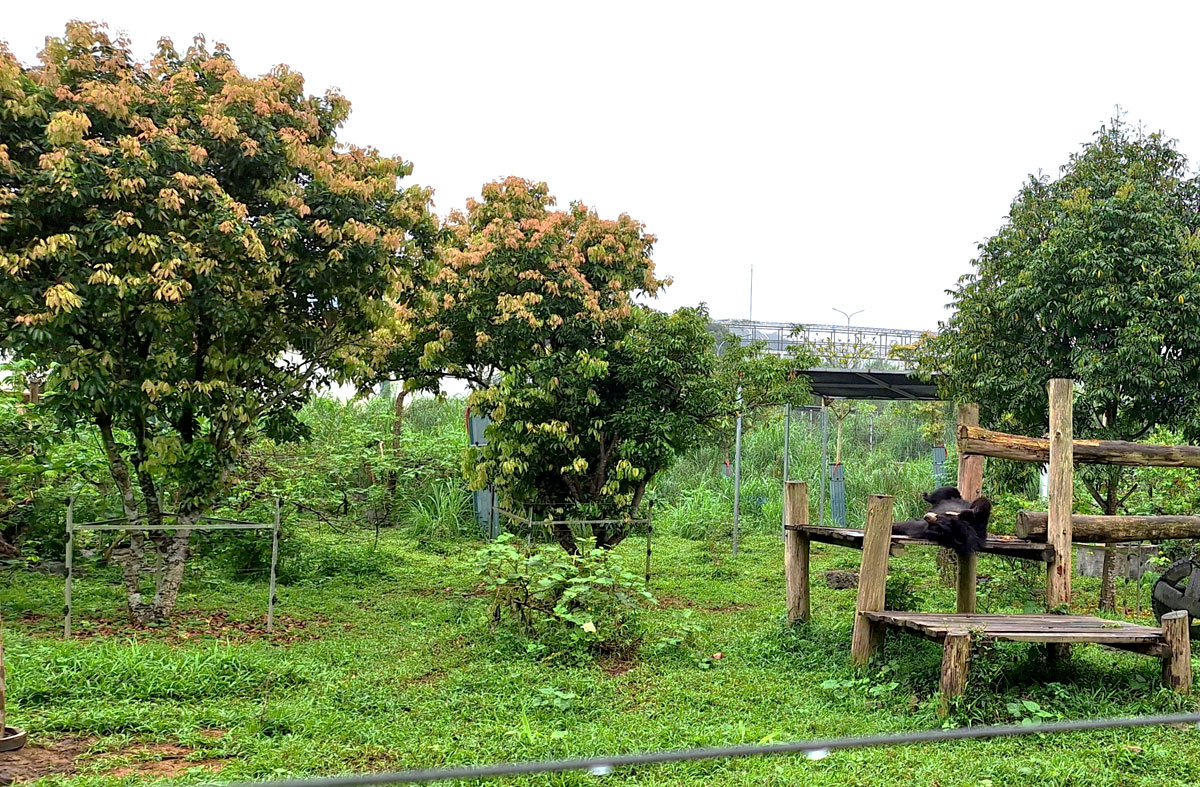 Ein geretteter Bär räkelt sich auf seiner Terasse