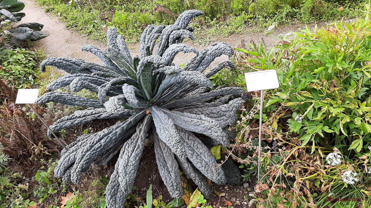 Eine im Schloßgarten heimische alte Gemüsesorte